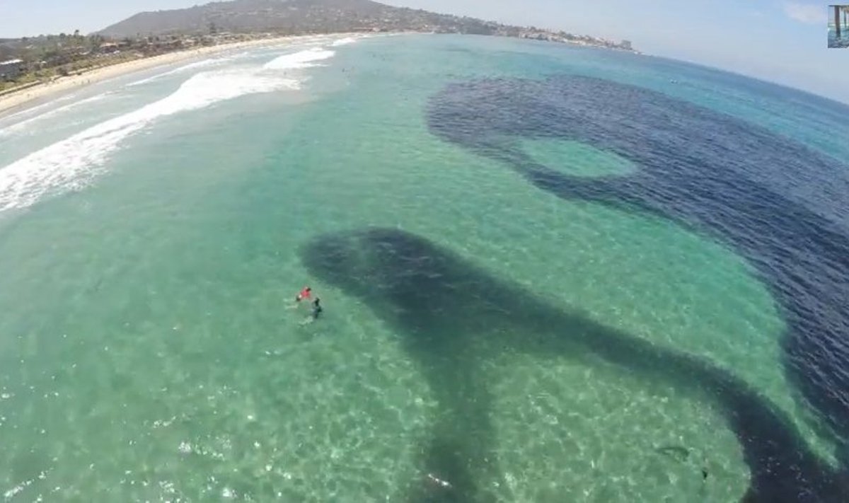 San Diego pakrantė, kurioje plaukioja ančiuvių guotas