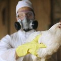 VMVT ir Lietuvos ornitologų draugija sutelkė jėgas prieš paukščių gripo viruso keliamus pavojus