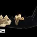 Archeologų radinys Gruzijoje gali perrašyti istoriją: prieš 1,8 mln. metų įvyko žmonijos likimą pakeitęs susitikimas
