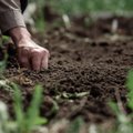 Kas sudaro dirvą ir kaip ją pagerinti