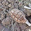 Pavojingas radinys Telšių rajone: laužavietėje rastos dvi rankinės granatos