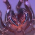 Mirtinai geliantys vorai išgelbės dar ne vieną gyvybę