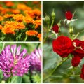 Nepaprastų skonių gausu pievose ir soduose: 10 gėlių, kurių turėtumėte paragauti