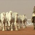 Saudo Arabijoje vyksta kasmetinis kupranugarių grožio konkursas