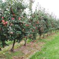 Nuskynus obuolius darbai nesibaigia – kaip tinkamai paruošti medelius žiemai