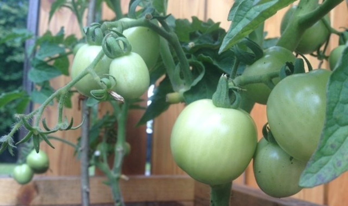 Daržas namuose: pomidorai