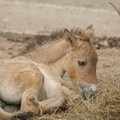 Ar išgelbėsime nykstančias rūšis jas klonuodami: pasaulį kasmet išvysta vis daugiau gyvūnų genetinių kopijų