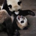 Zoologijos sode laukiamas pagausėjimas: laukiasi panda