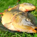 Gaišta tvenkinio žuvys: kaip apsaugoti karpius nuo pavojingos ligos