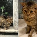 Vilniuje globojamas katinas Marselis ieško naujų namų