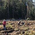 3 milijonai medžių: Lietuvoje sodinamas „neliečiamas“ miškas