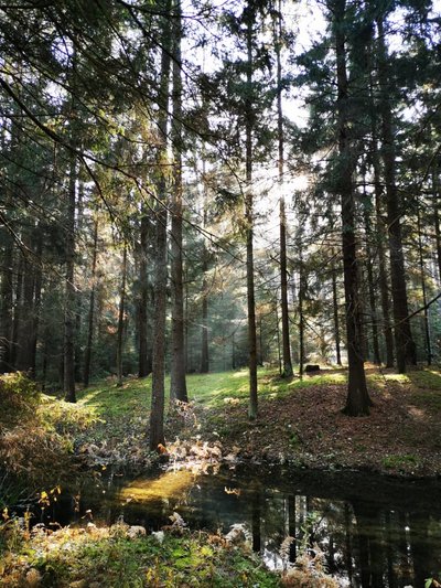 Ragažėlės gyvastis