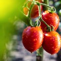 Pomidorų kolekcionierė apie naują sezoną: būtiniausi darbai, kad džiugintų puikus derlius