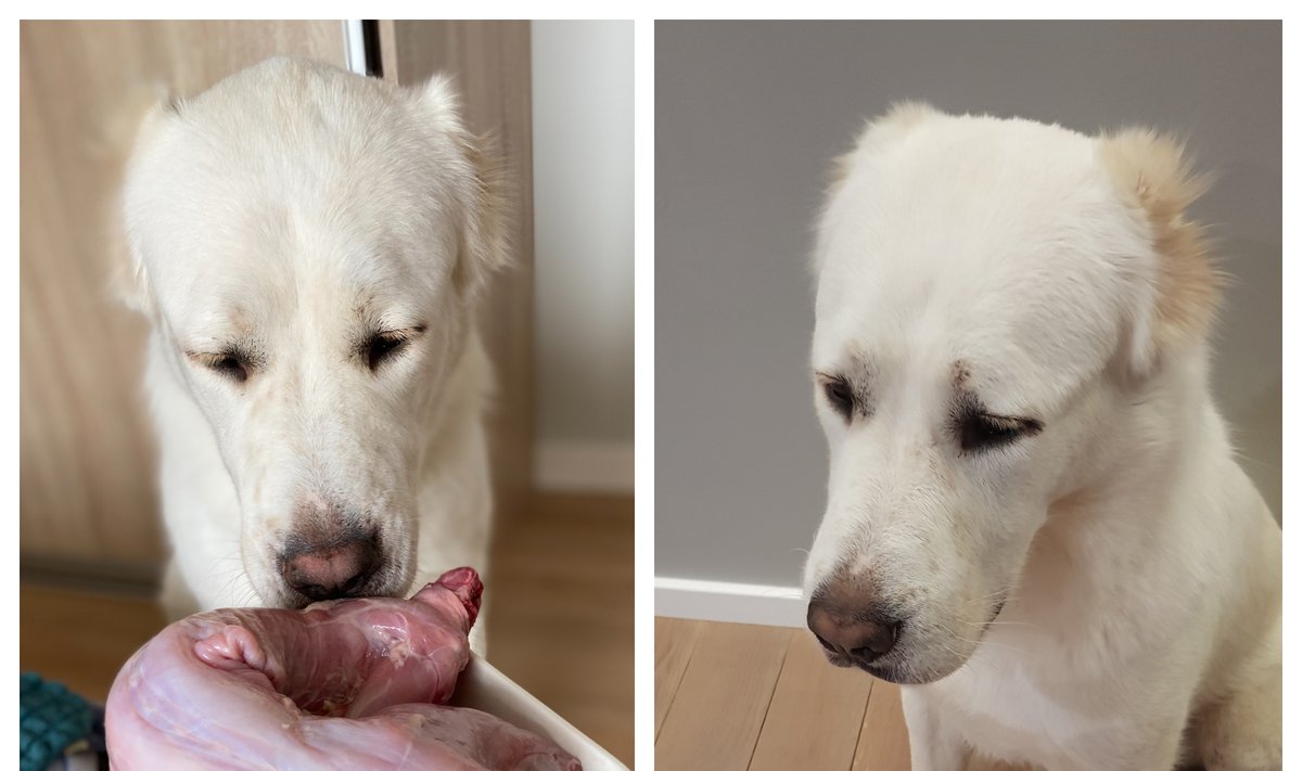 Šunų mityba