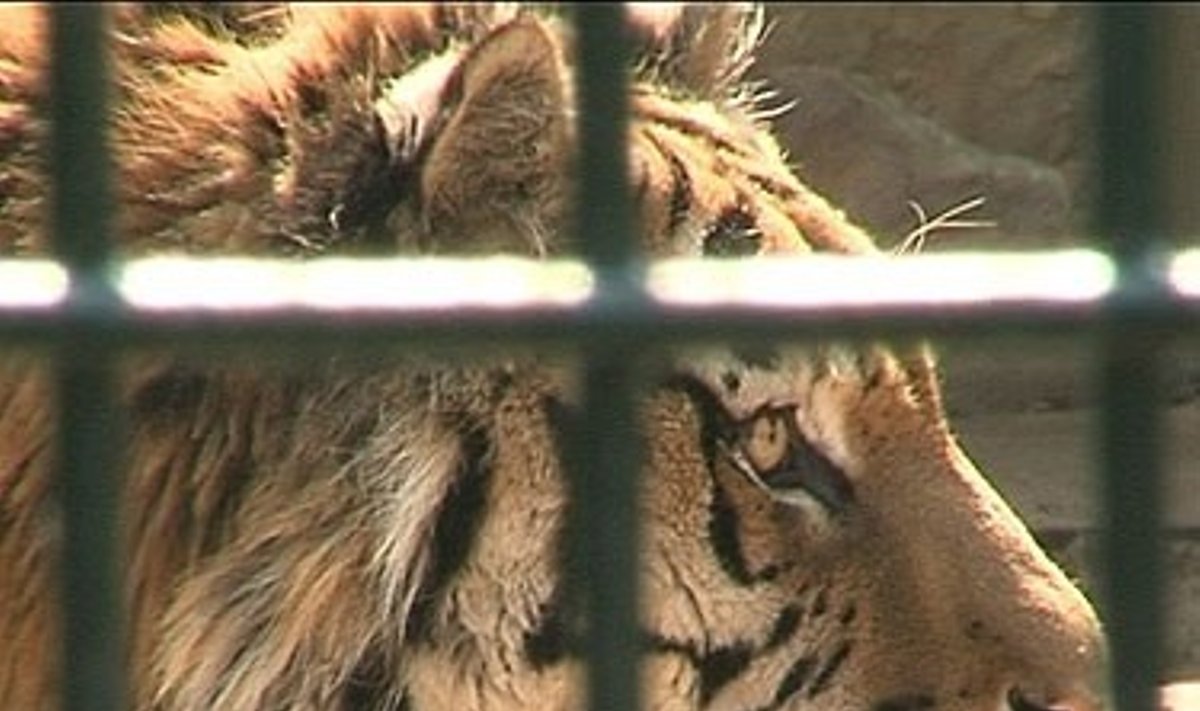 Tigras Kauno zoologijos sode