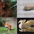 Privalote pamatyti: 20 neįtikėtinų gyvūnų, apie kurių egzistavimą greičiausiai nesate net girdėję