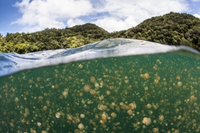 Medūzų ežeras