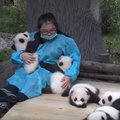 Svajonių darbas: už pandų apkabinimą – krūva pinigų