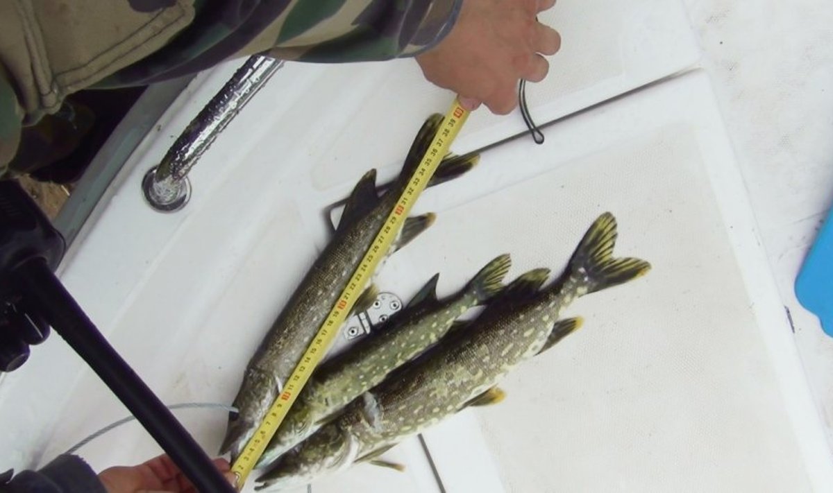 Pagautų mažesnių nei 45 cm ilgio lydekų imti negalima - jas būtina tuojau pat paleisti. Žuvys matuojamos nuo snukio pradžios iki uodegos peleko galo.
