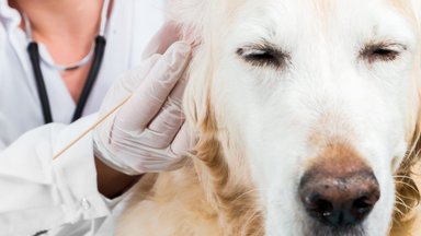 Kaip atpažinti pirmuosius šunų „Laimo“ ligos simptomus