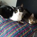 Dvi katytės laukia stebuklo – dovanojamos kartu