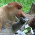 Pasaulį išvydo trys ilganosių beždžionių jaunikliai