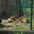 Zoologijos sodo gimtadienio proga liūtai gavo kartoninį zebrą