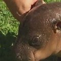 Mažasis hipopotamas pavadintas Princo Hario vardu