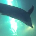 Stebint delfinų elgesį sukurtas hidrolokatorius paieškoms po vandeniu