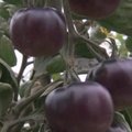 Izraelyje išvesti juodi pomidorai