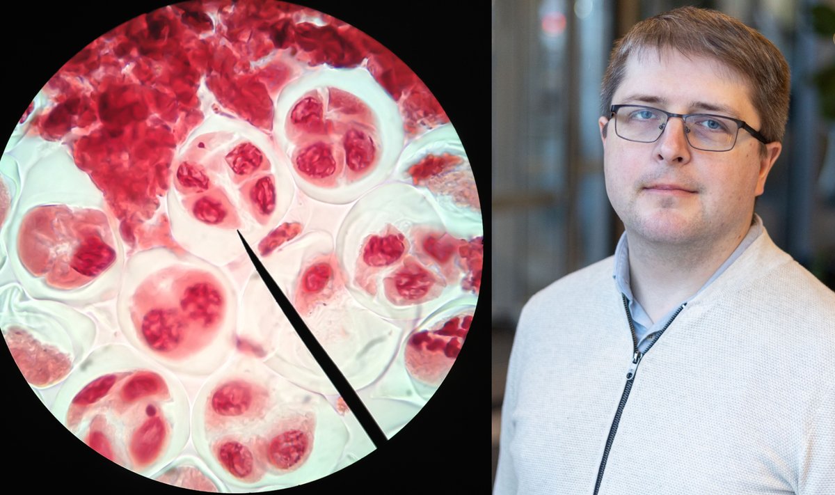 Ląstelių mutacija. Prof. A. Spiridonovas. Shutterstock/J. Kalinsko nuotr.
