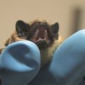 Gamtininko D.Liekio videoblogas: kaip saugiai pagauti ir perkelti į namus patekusį šikšnosparnį?