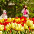Atšilę orai padovanojo įspūdingą vaizdą: Burbiškio dvare prasiskleidė tūkstančiai įvairiaspalvių tulpių