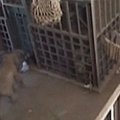 JAV zoologijos sode dramblys užpuolė dresuotoją
