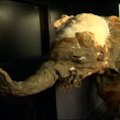 Rusijos sostinėje eksponuojama 39 tūkst. metų senumo mamuto jauniklė