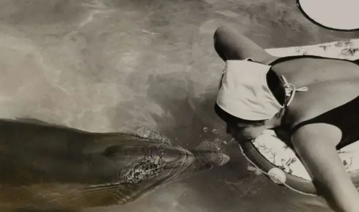 Margaret Howe Lovatt su delfinu