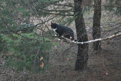 Dėl katino medyje aplinkosaugininkai nebus vaikomi
