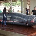 Japonijos banginių tyrimų institutas populiarina banginienos vartojimo kultūrą