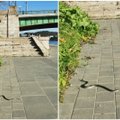 Nepatikėjo savo akimis: pačiame Vilniaus centre pro pat kojas prašliaužė gyvatė
