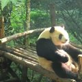 Panda tuščiai laiko nešvaisto - daro atsilenkimus