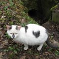 Vilniaus Sapieginės kačių didysis etmonas katinas Sapiega prašo pagalbos