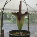 Tokijo botanikos sode pražydo didžiulė reta gėlė