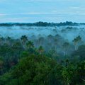 Amazonės miškams – liūdnos prognozės: katastrofa tikėtina jau 2050 metais