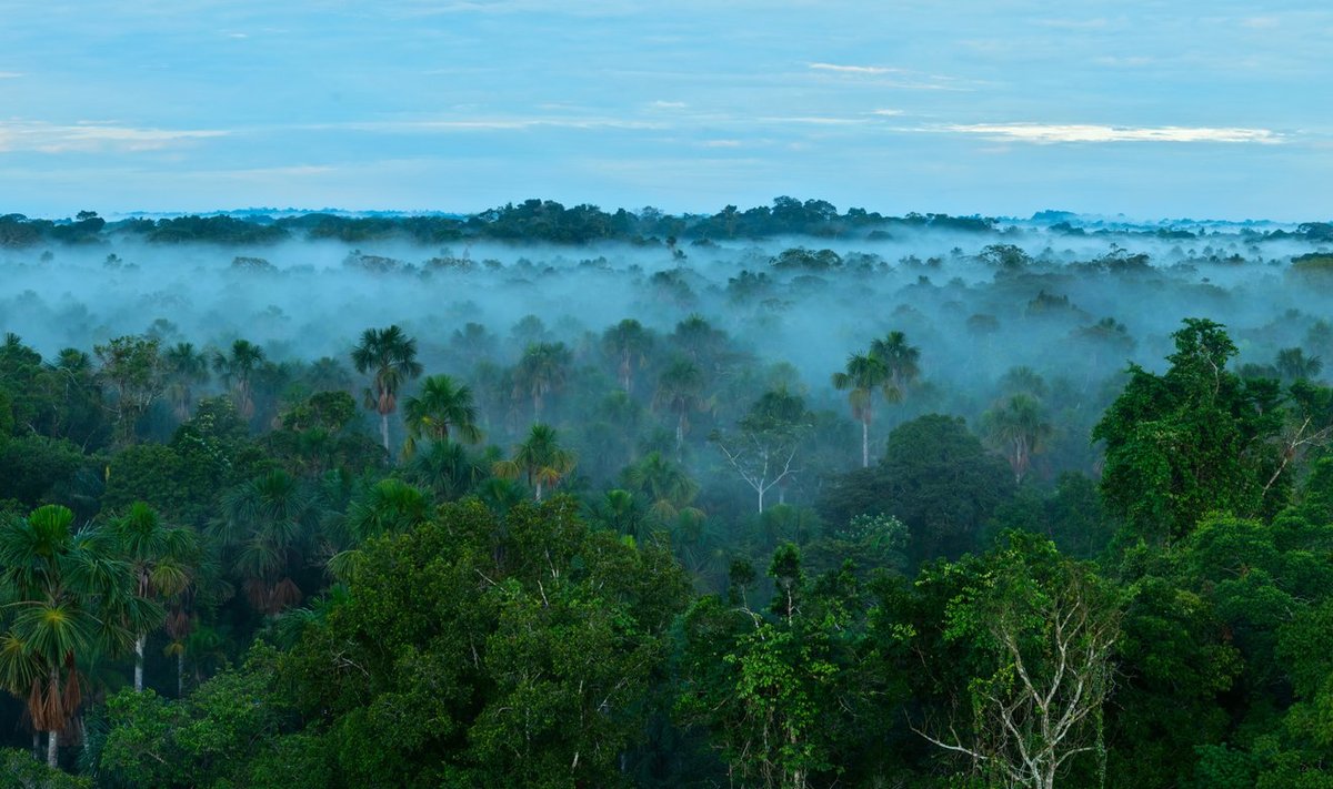 Amazonės miškai