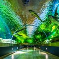 Atsinaujinusiam jūrų muziejui ryklių nereikia: juos atstoja žuvys galiūnės, kurių daugiau niekur nepamatysite