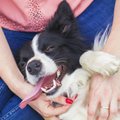 Pristatė naują interneto platformą šunų šeimininkams Lietuvoje: pravers planuojant keliones