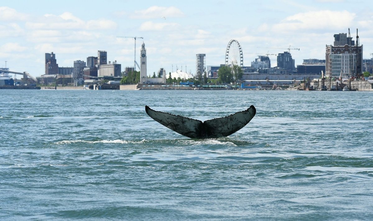 Kanadoje jaunas banginis upe atplaukė iki Monrealio