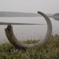 Šylant klimatui atsivėrė netikėta rinka: mamutų kaulų ieškotojai Sibire skaičiuoja milijonus