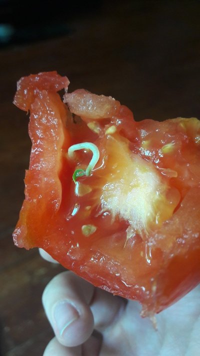 Daigai pomidore. Foto / Jurgita Mikutienė