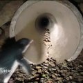 Pingvinus nuo dėmesio ir pavojų saugos specialus tunelis